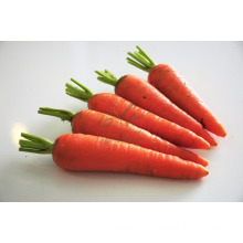 High quality fresh carrots from Vietnam